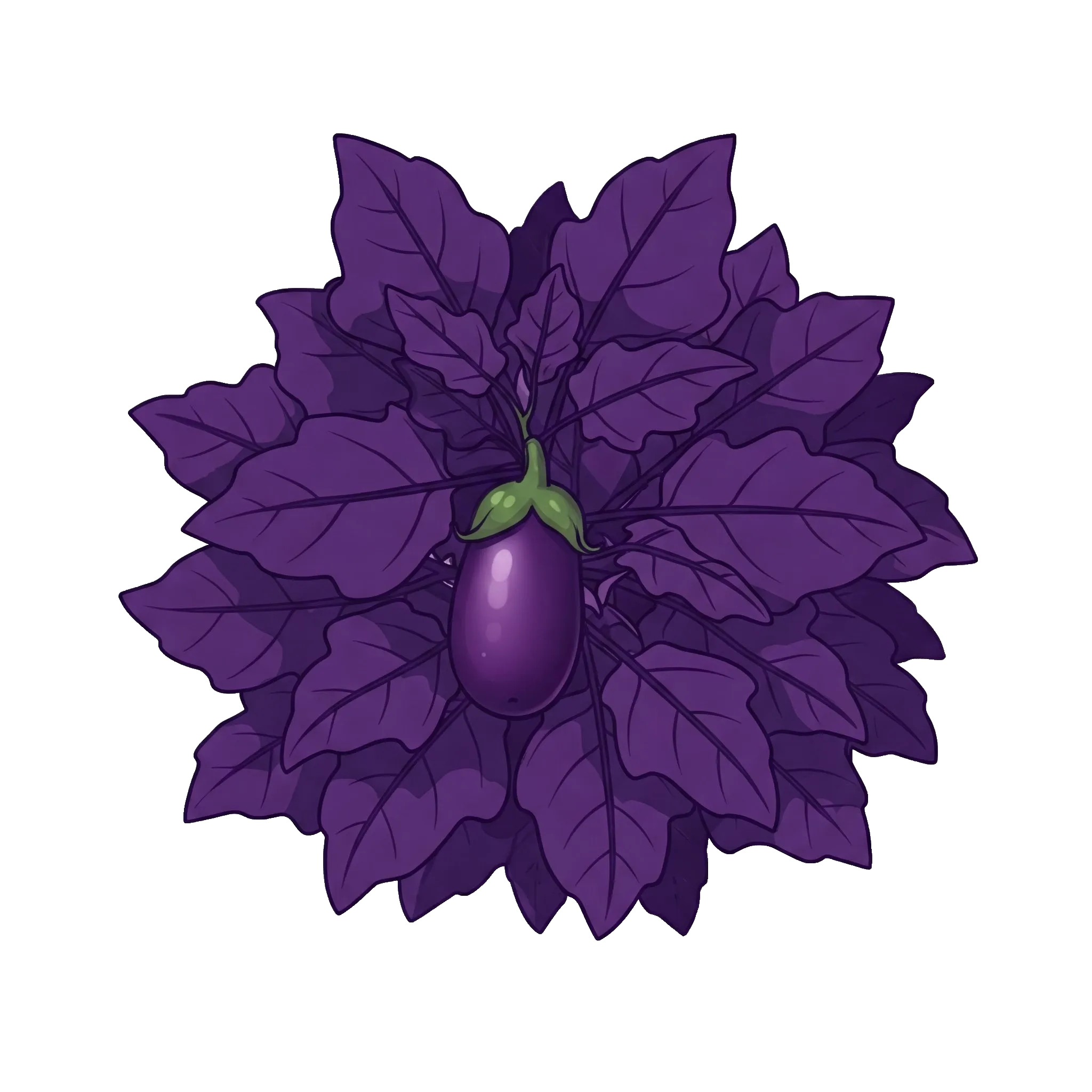 Aubergine, Mélongène