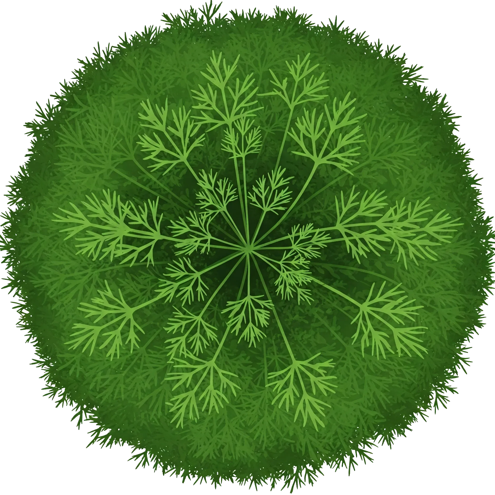 Aneth, Fenouil bâtard