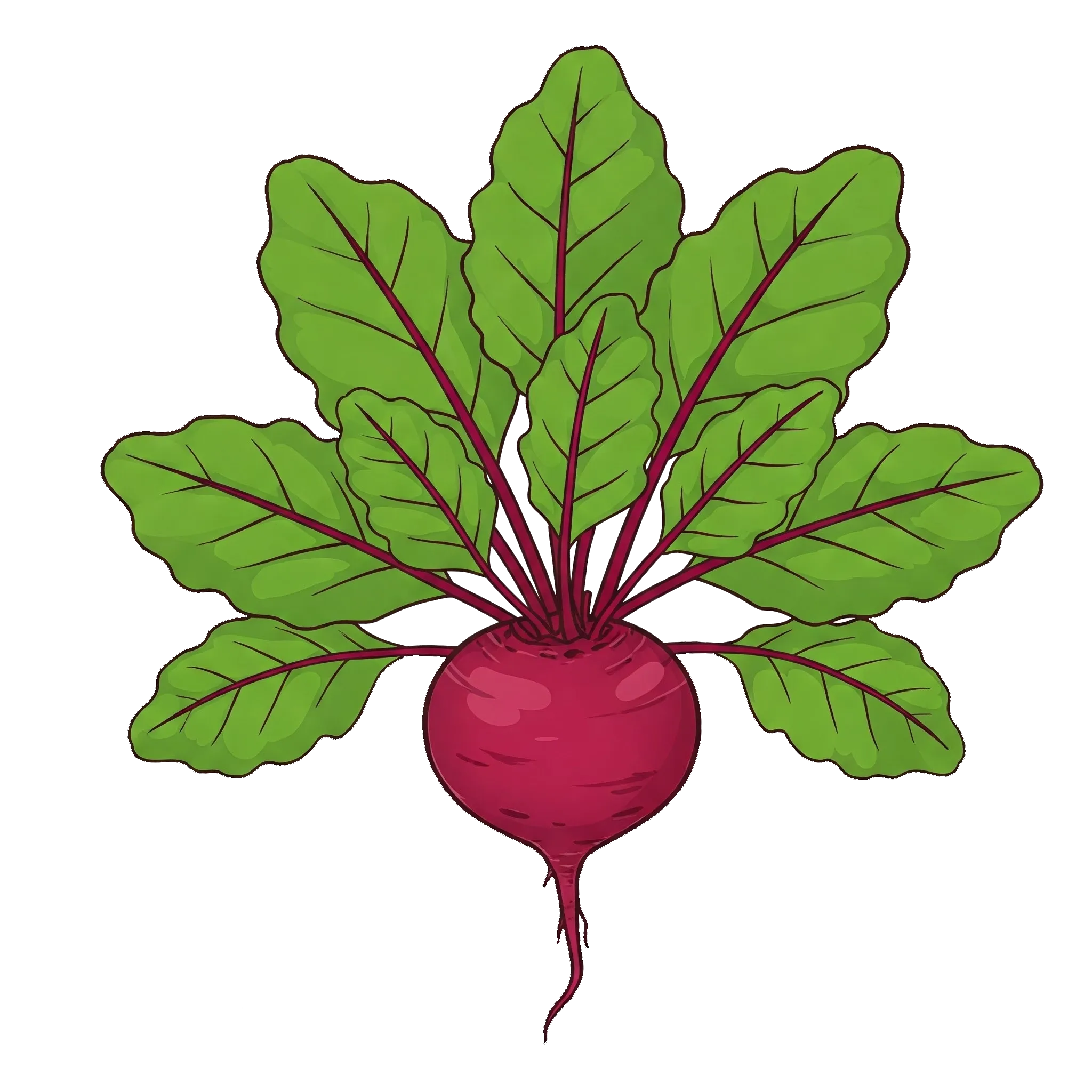 Betterave, Betterave rouge, Betterave potagère