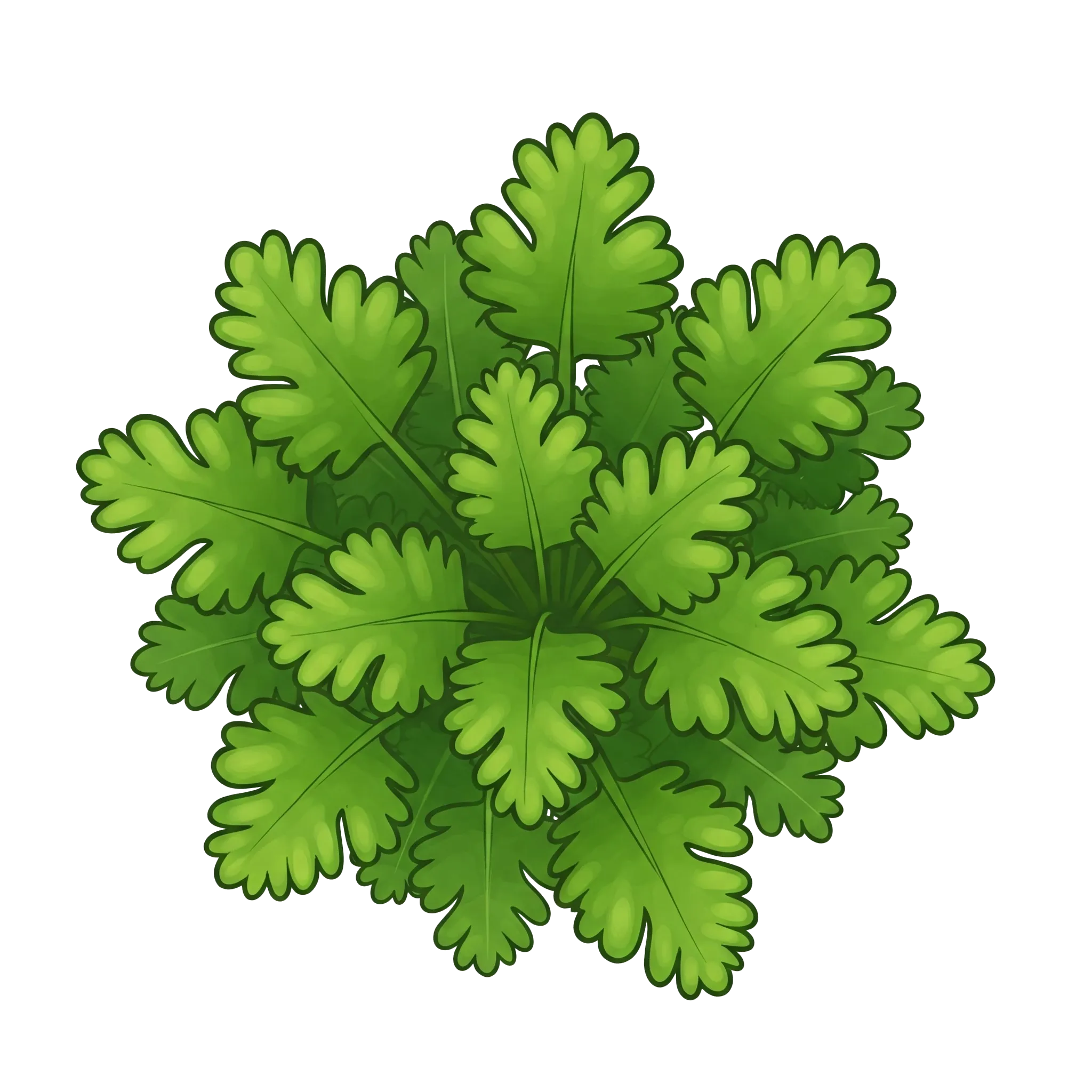 Coriandre, Persil arabe, Persil chinois