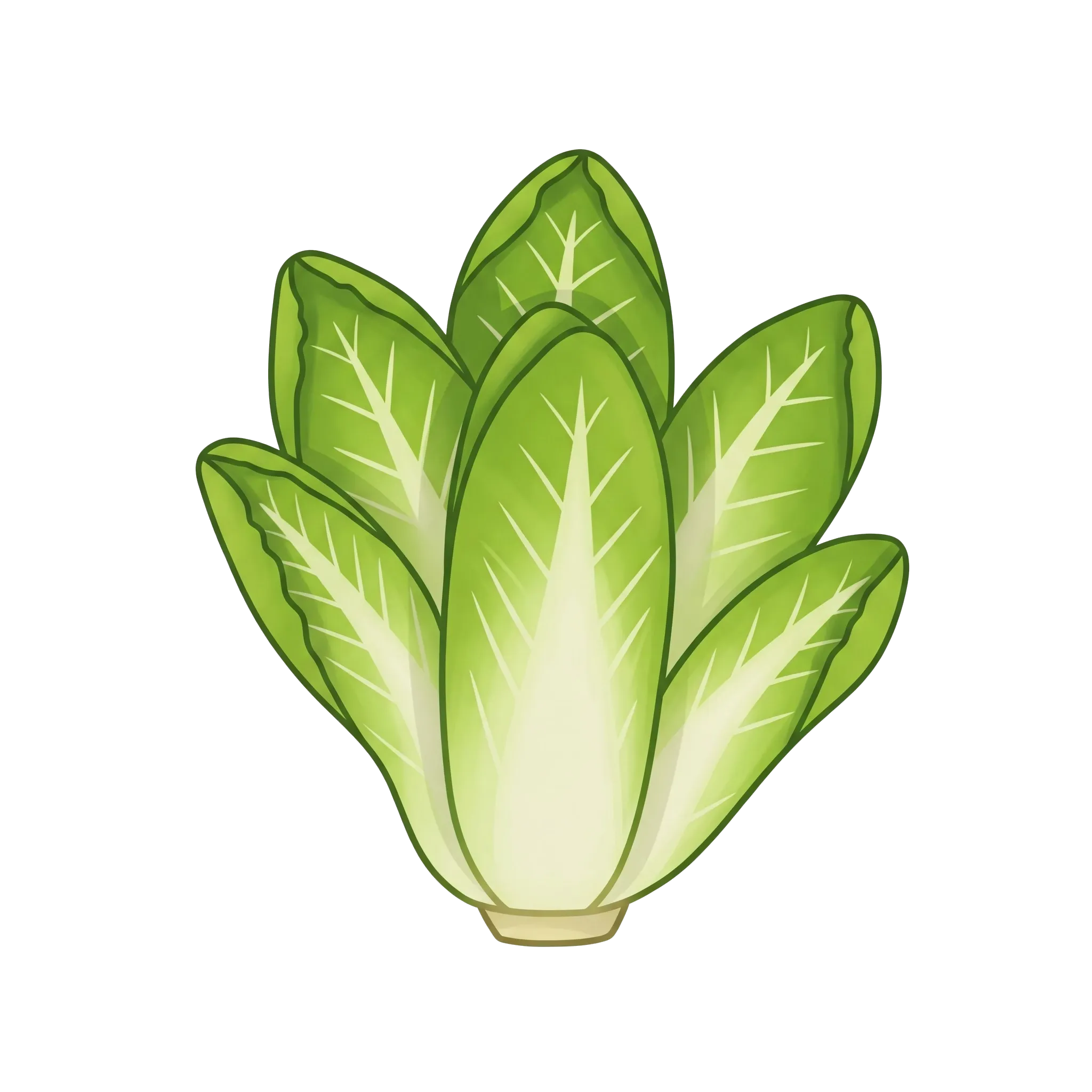 Endive, Chicorée endive, Scarole, Frisée