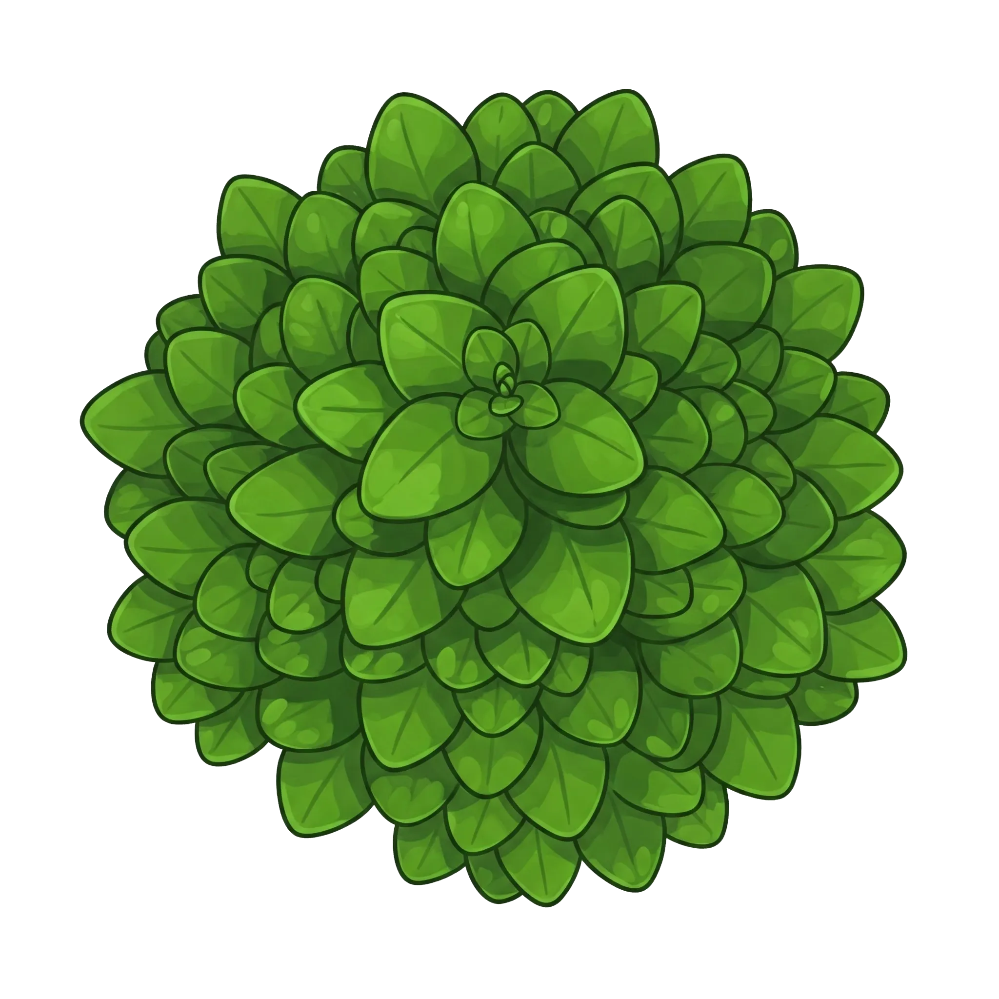 Origan, Marjolaine sauvage