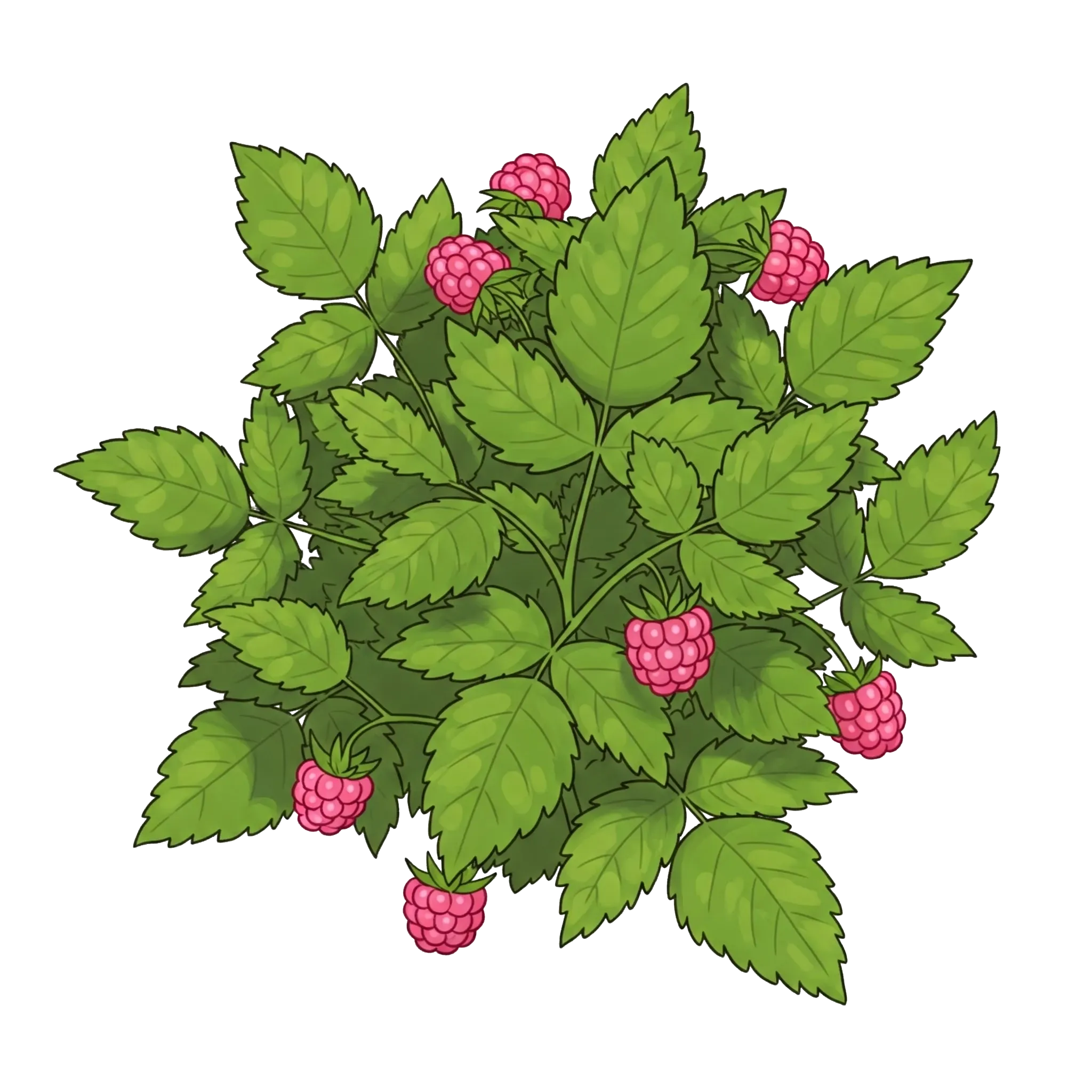 Framboisier, Ronce du mont Ida