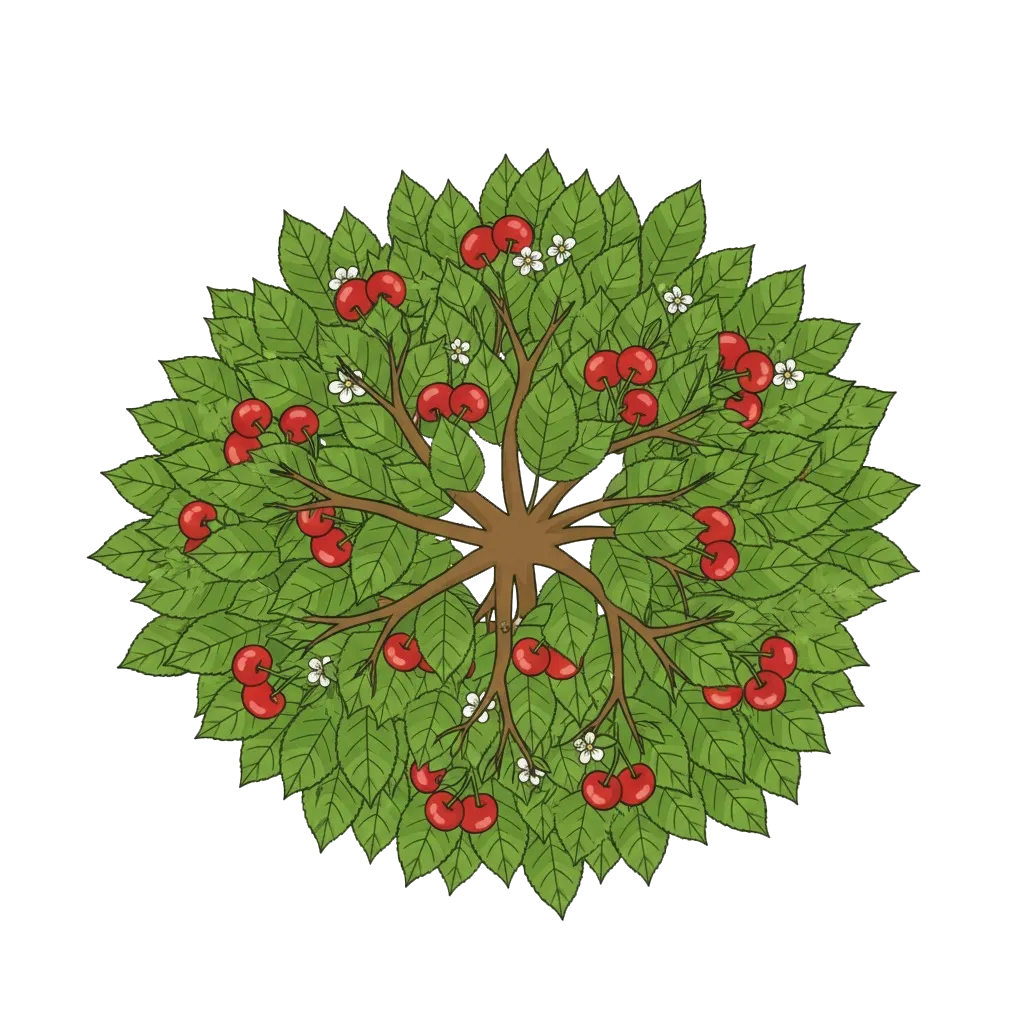 Merisier, Cerisier sauvage, Guignier, Cerisier des oiseaux