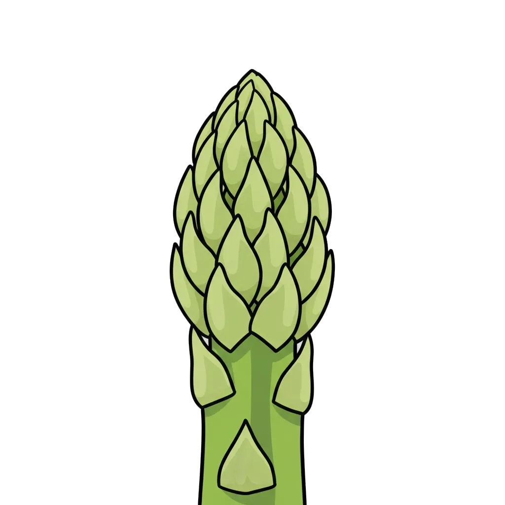 Asperge, Asperge officinale