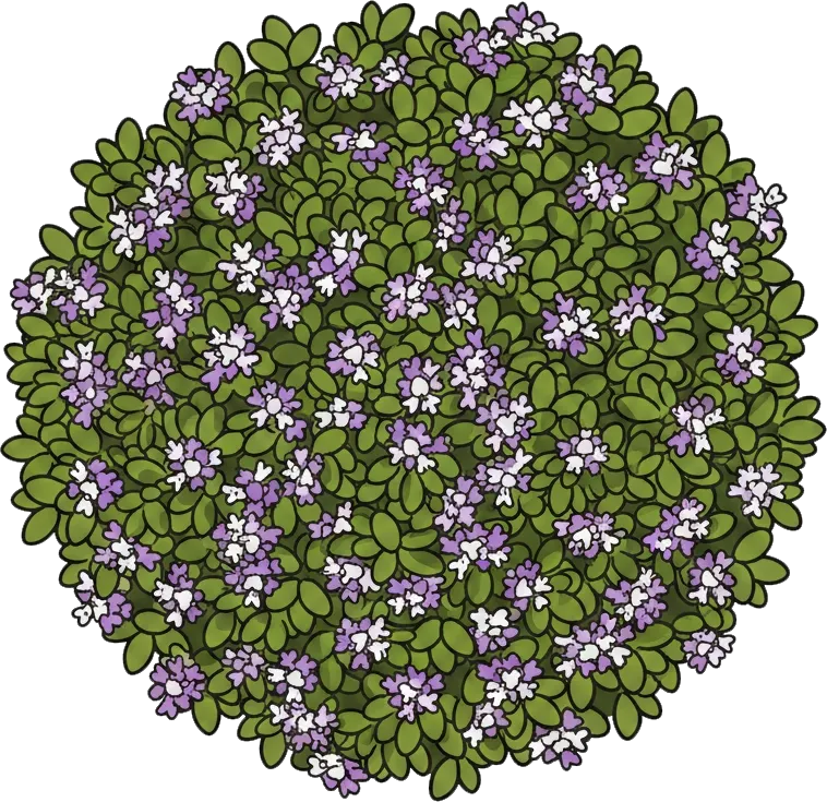 Sarriette des montagnes