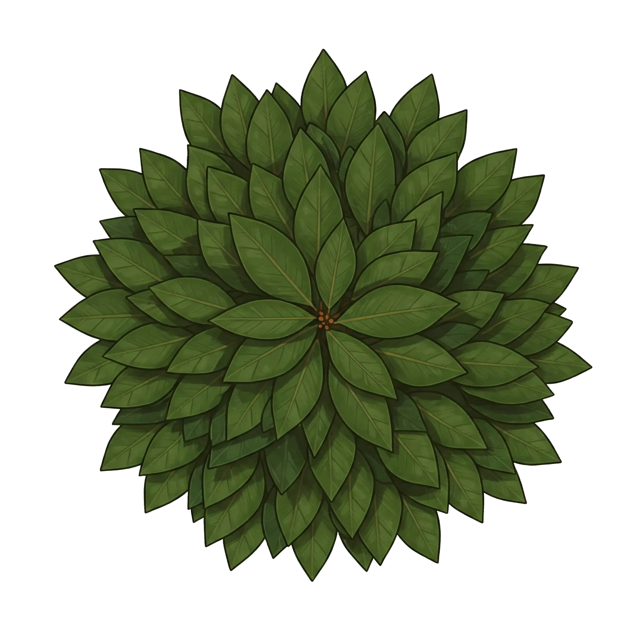 Laurier-sauce, Laurier noble, Laurier d'Apollon