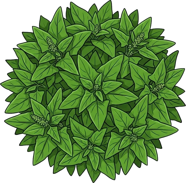 Épinard sauvage, Bon-Henri, Épinard perpétuel